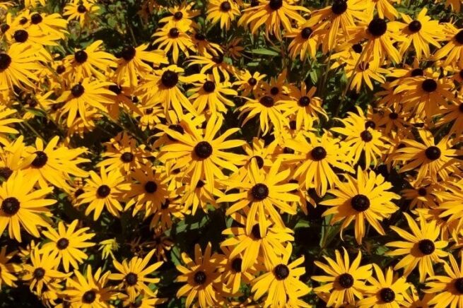 Contentment meditation, Enhance Presence With This Contentment Meditation