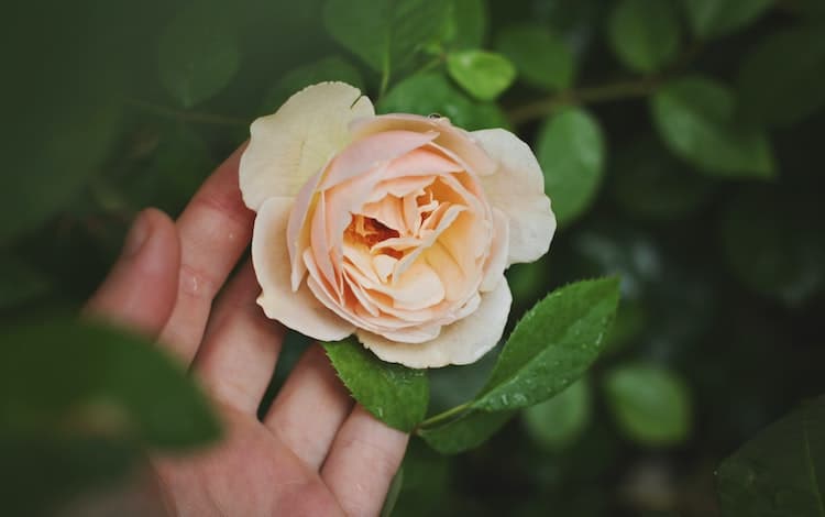 mindfulness of death, How to Practice Mindfulness of Death and Why It’s Important