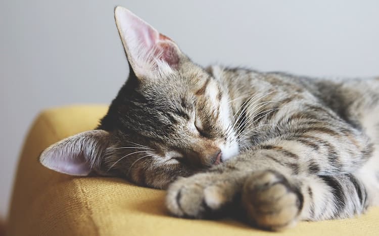 meditation to sleep better, 10 Guided Meditations to Help You Sleep Better