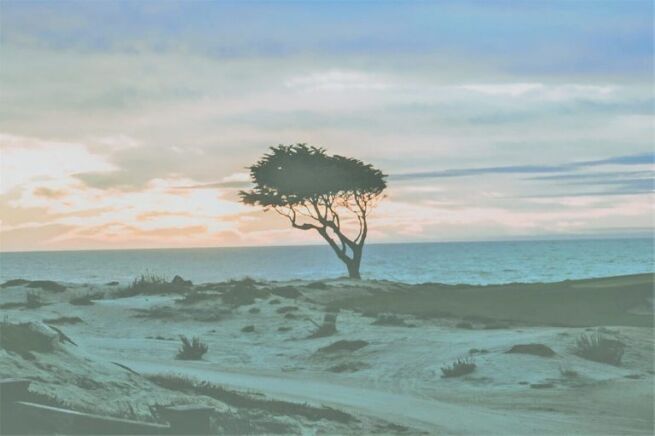 imagining your tree of knowledge, Imagining Your Tree of Knowledge