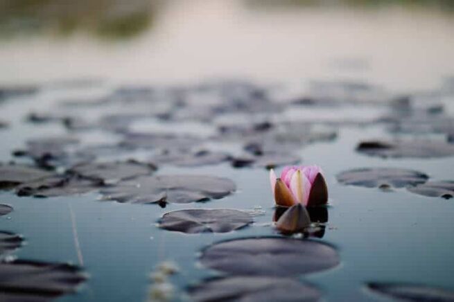 rhythm of the breath flowing through the body, The Rhythm Of The Breath Flowing Through The Body