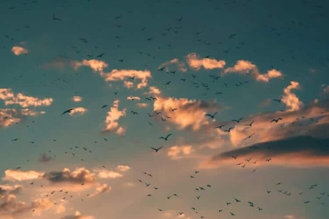 Right speech, Cultivate Right Speech With Guided Meditation