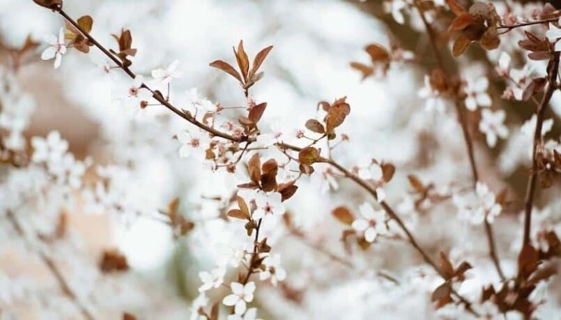 Three Meditations for Spring soring meditation, Spring Meditation: Bringing Mindfulness to the Season of New Life