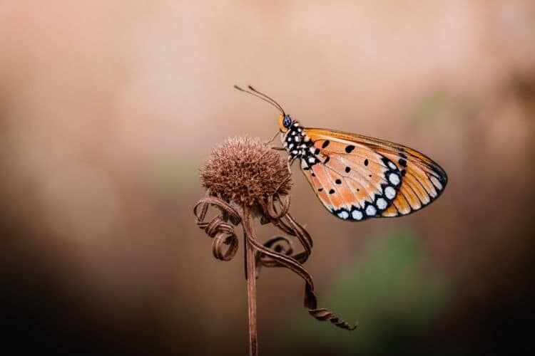 Body Scan Meditation body scan, Body Scan Meditation: A Complete Guide