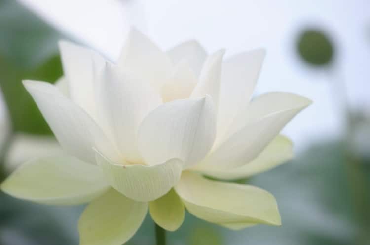 mindfulness scripts for therapists, 9 Mindfulness Scripts for Therapists